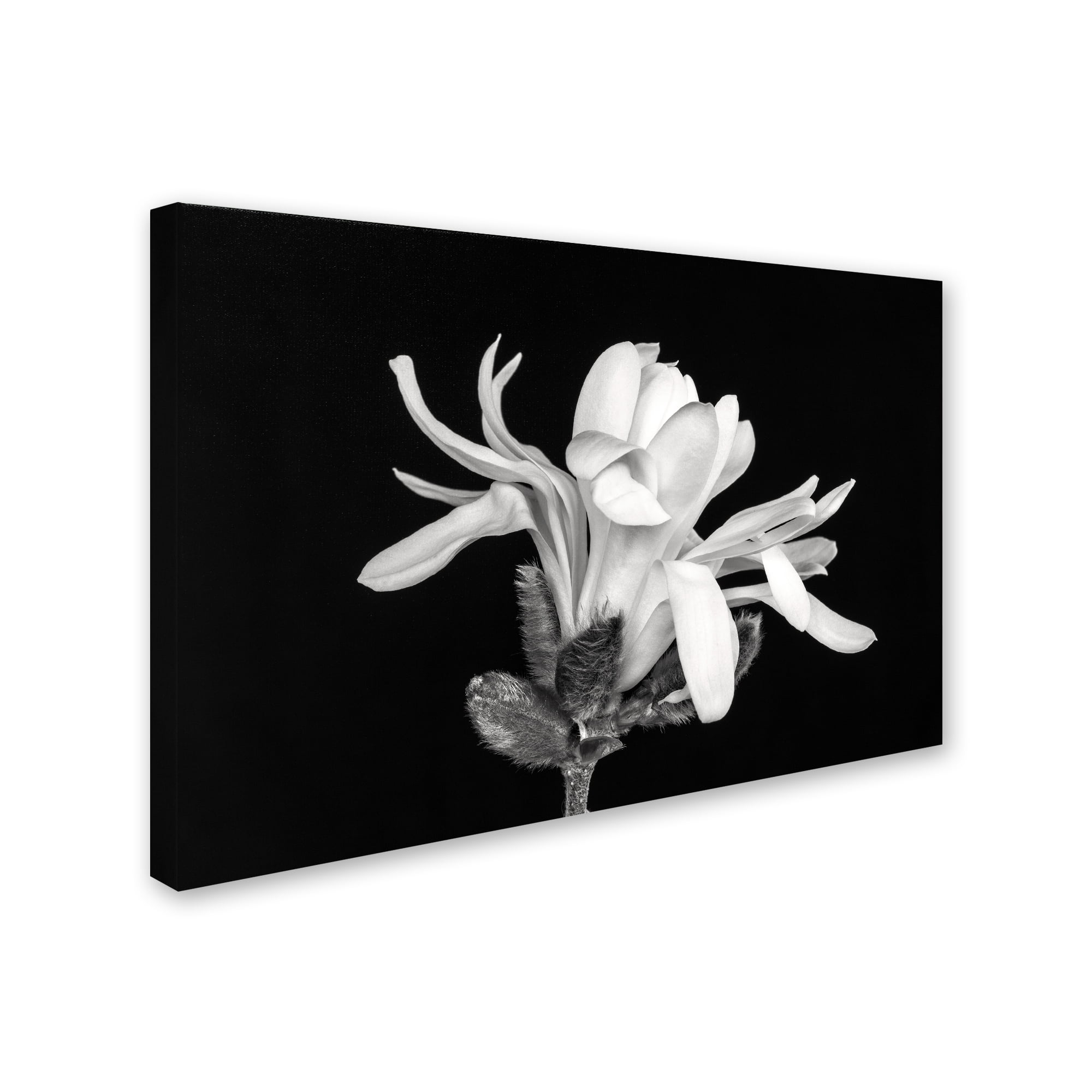 Pierre Leclerc 'Magnolia Flower' Canvas Art 16 x 24