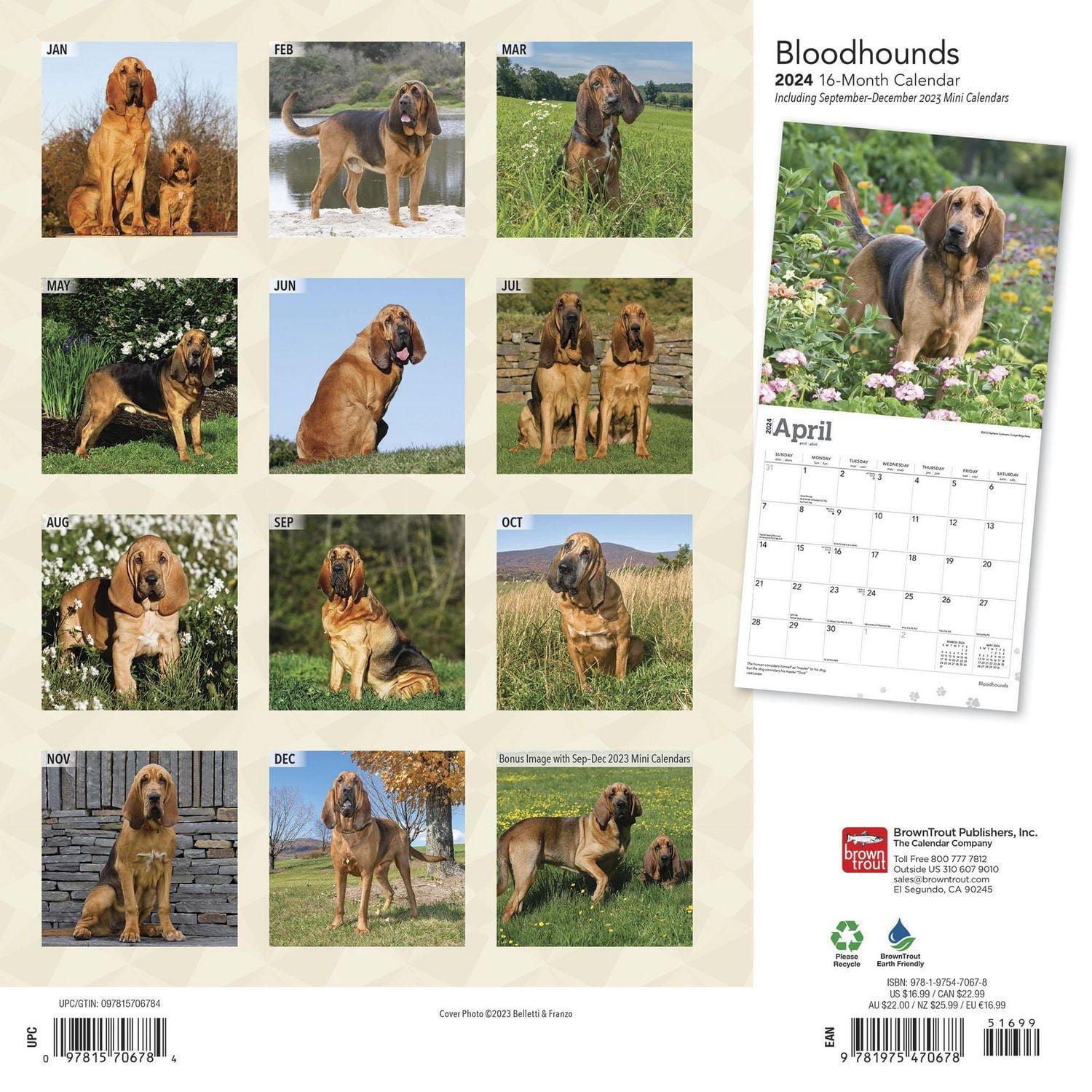 BrownTrout Bloodhounds 2024 12x24 Inch Square Wall Calendar, 9781975470678