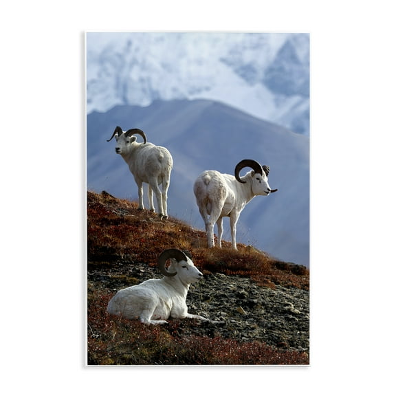 Stupell Industries Dall Sheep on Cliff Landscape & Nature Photography Unframed Art Print Wall Art, 10 x 15