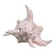 thumbnail image 3 of Decoración de acuario con forma de caracol, adorno para acuario, regalo, concha marina decorativa 9 a 11 cm, 3 of 8