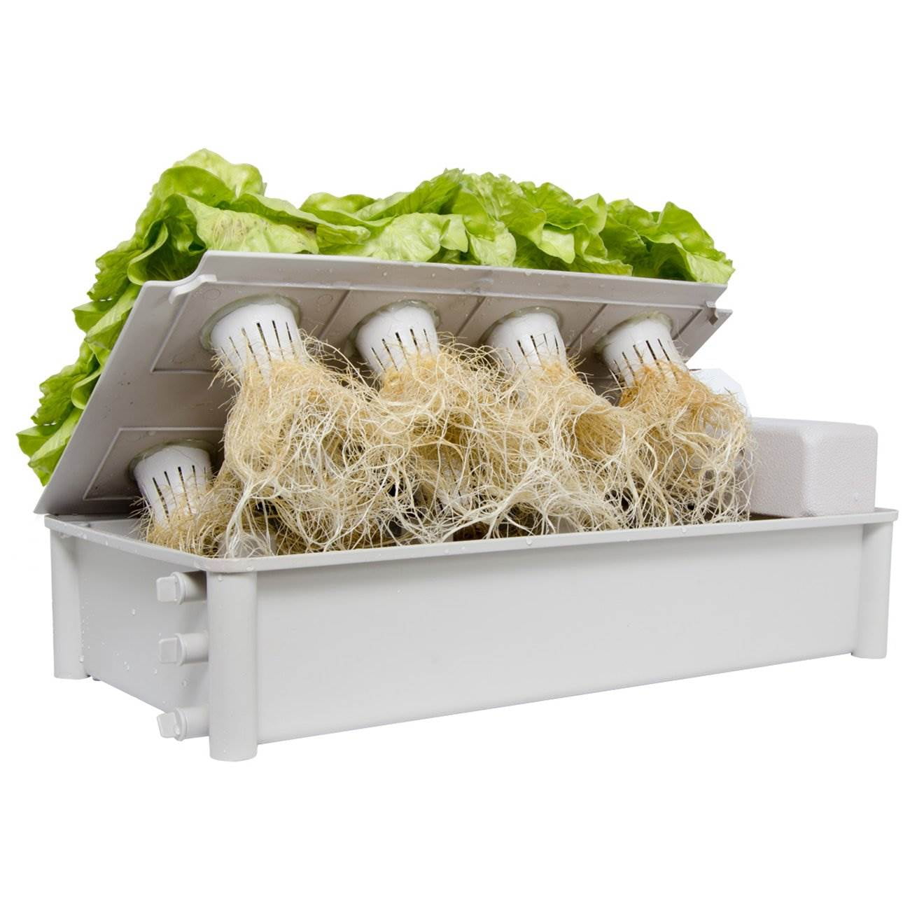 Hydroponic Salad box - (Tue-sat Subscription Free delivery)