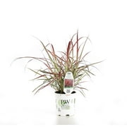 4.5 in. Quart Graceful Grasses Fireworks Variegated Red Fountain Grass (Pennisetum) Live Plant, Green and Pink Foliage
