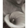 thumbnail image 3 of Blaustein, Alan 20x24 Black Modern Framed Museum Art Print Titled - Florison - 19, 3 of 5