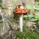 thumbnail image 4 of 4pcs Ceramic Garden Mushrooms Figurine Simulation Mushroom Model for Flower Pot Lawn Ornament Decorative Mushrooms Fairy Garden Miniature Red, 4 of 5