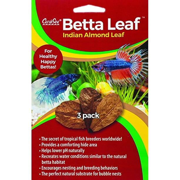 betta leaf indian almond leaf