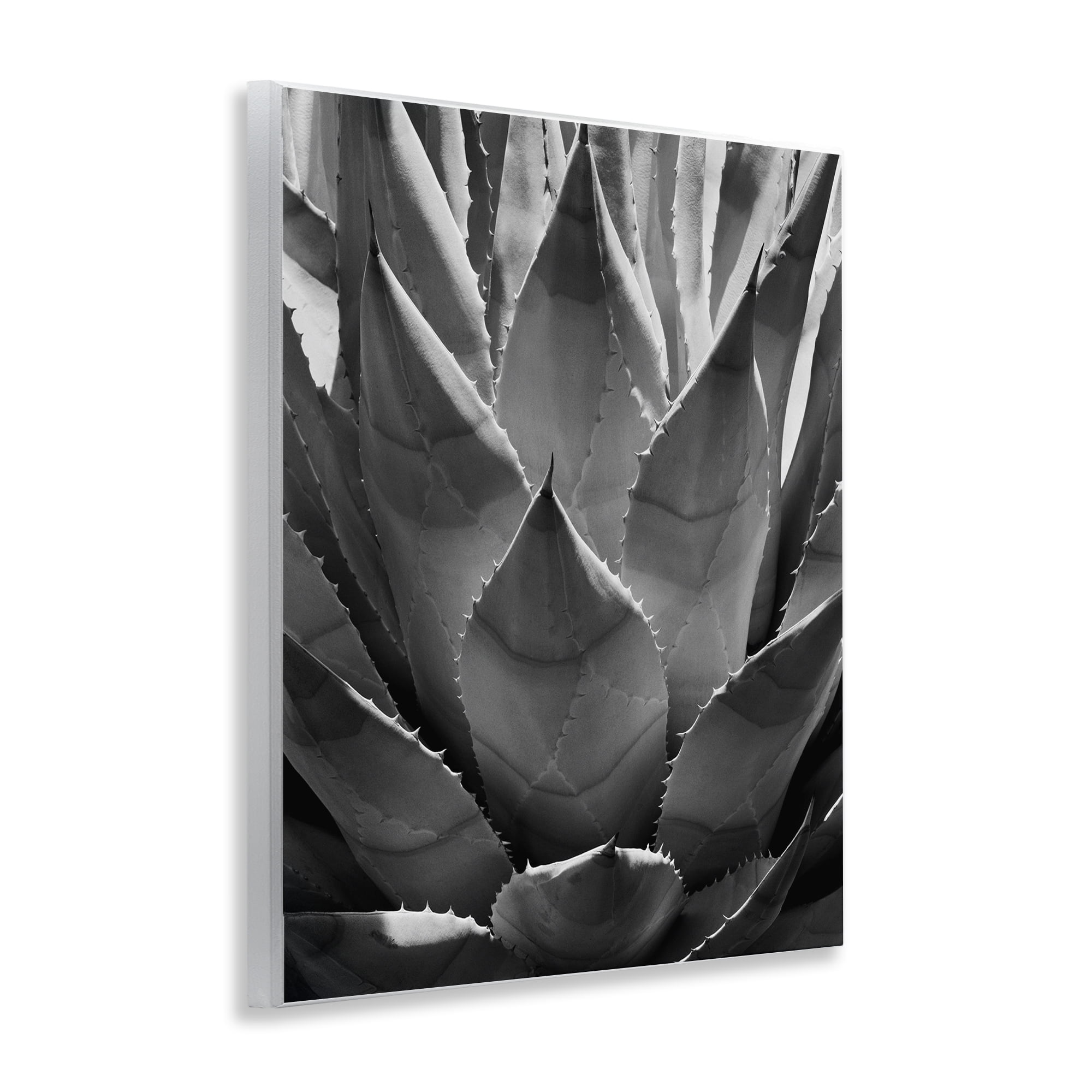 Stupell Industries Desert Plant Detail Botanical & Floral Photography Unframed Art Print Wall Art, 11 x 14