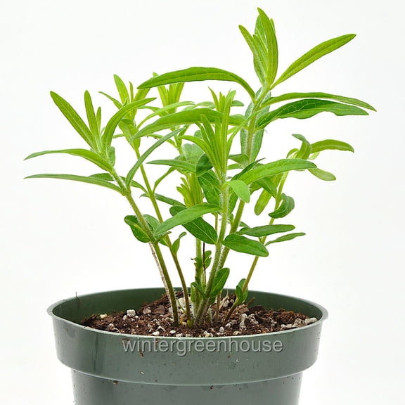 Asclepias tuberosa, Butterfly Weed, Milkweed - Pot Size: 4.5in - Flowers
