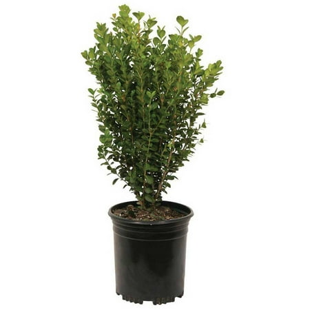 Wintergreen Boxwood (Korean) | Evergreen Shrub - Live Landscaping (Best Time To Plant Shrubs In Colorado)