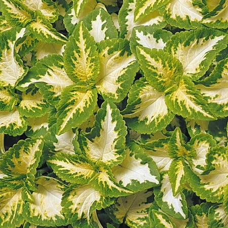 Wizard Coleus Seeds - Jade- 1000 Seeds - Decorative & Ornamental House & Garden Plant (Best Way To Plant Small Seeds)