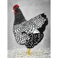 thumbnail image 3 of Poule wyandotte Noir et Blanc - Toile 36"x48 Pouces - Impression à la Demande, 3 of 5