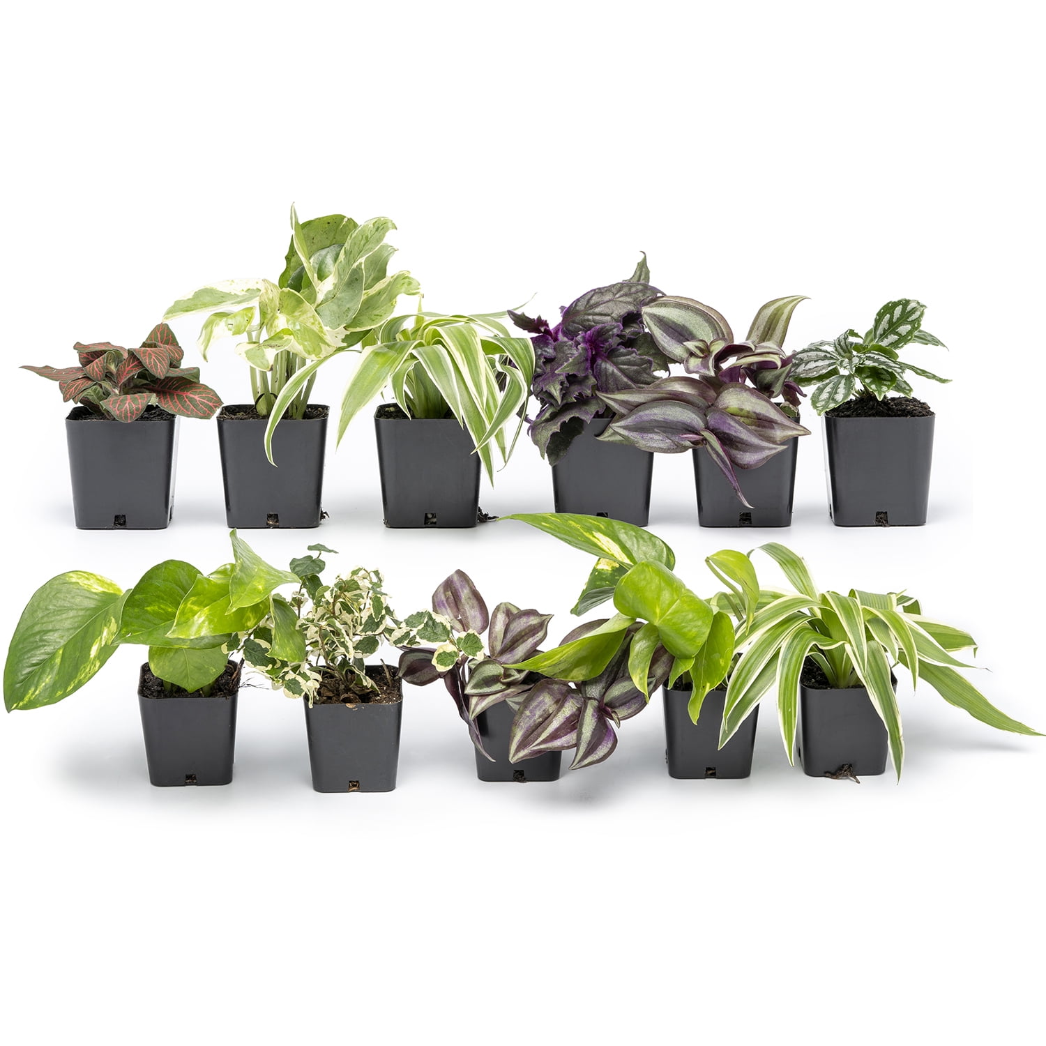 Proven Selections 6" Mixed LettuceLive Plant in 4.94" Eco+ Grande Pots (4  Count)