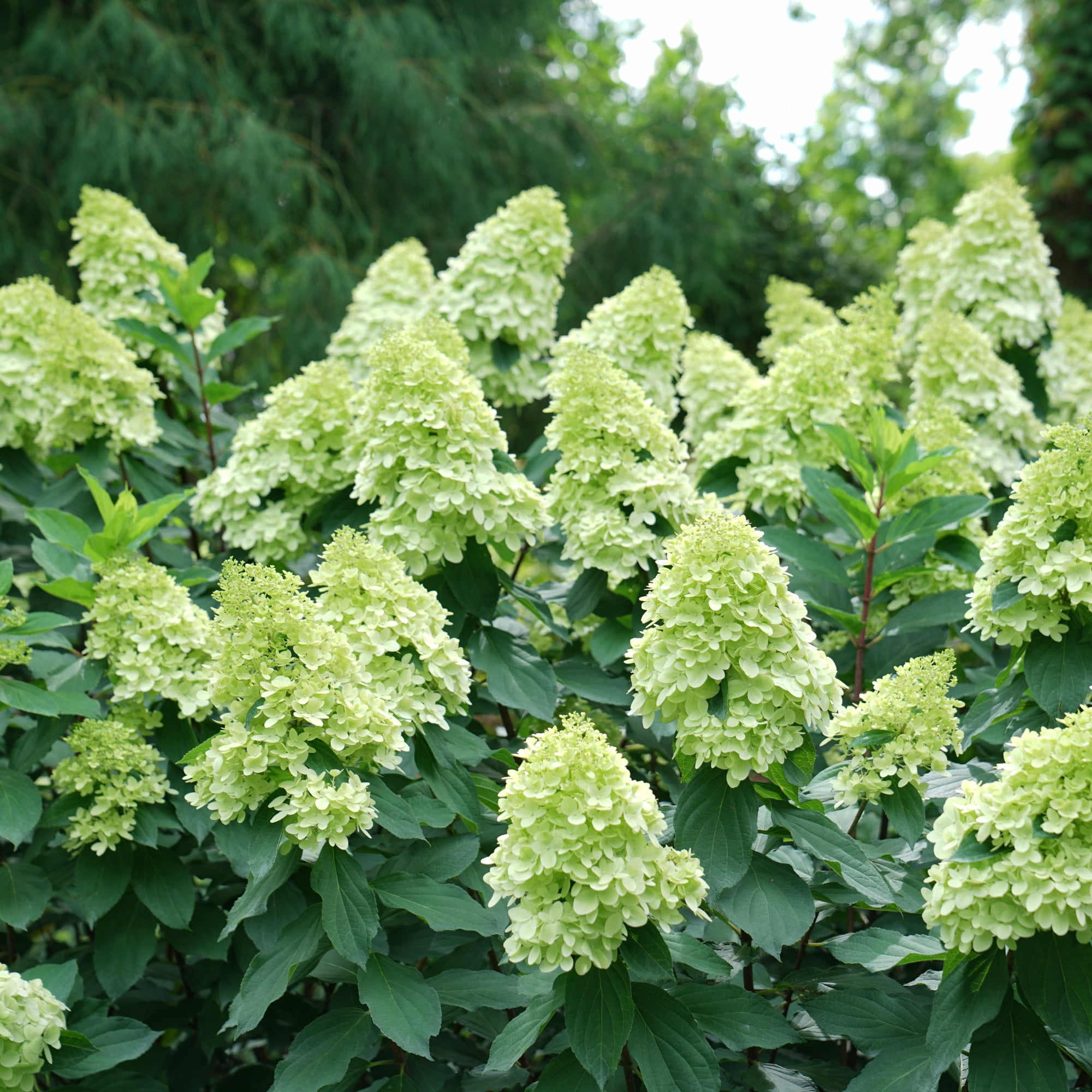 Proven Winners ColorChoice Limelight Prime Hydrangea Live Shrub (5 Gallon)
