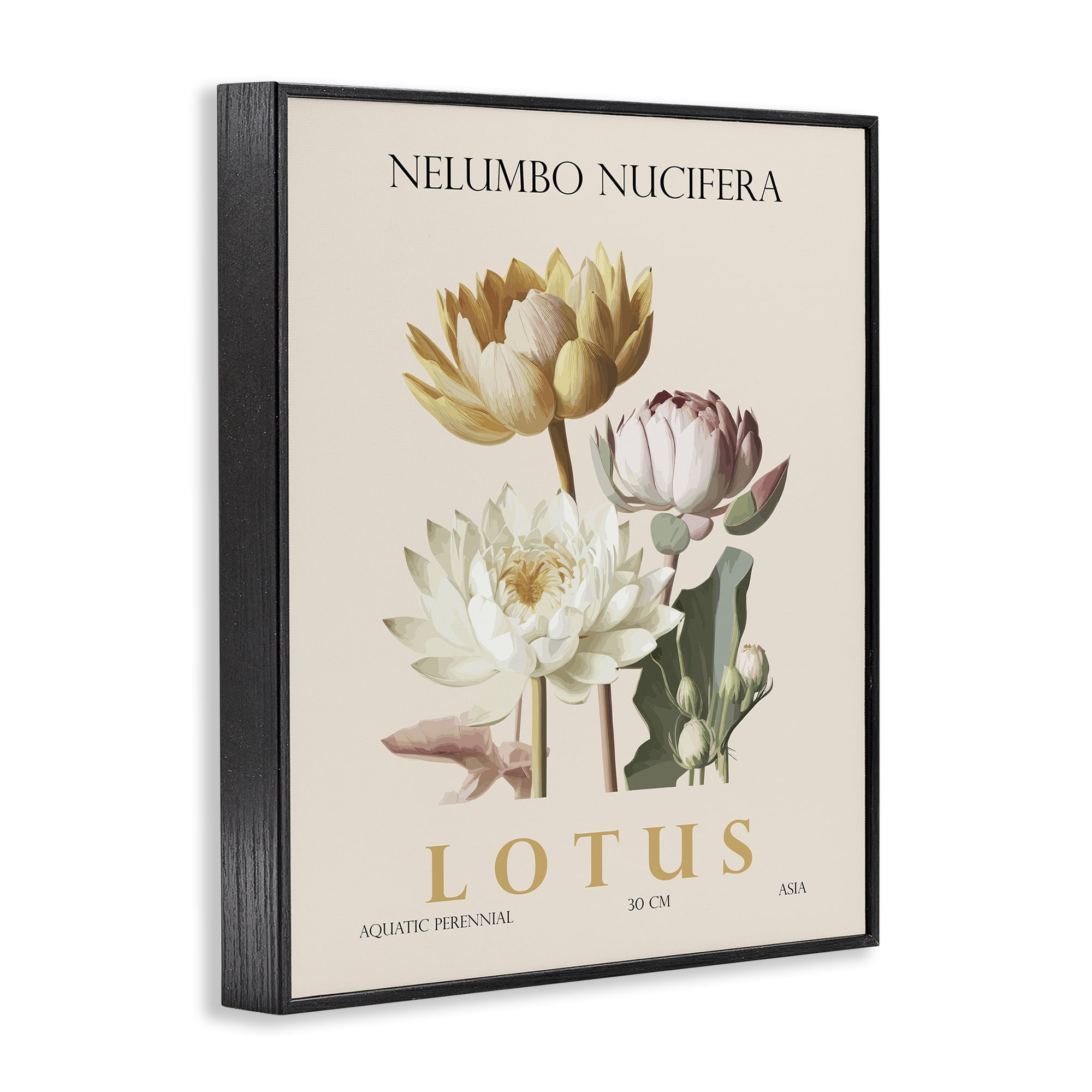 Stupell Industries Natural Lotus Bundle Black Framed Giclee Art, design by Christopher Giampietro