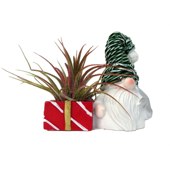 Ceramic Gnome with Green Hat Planter plus Live Air Plant - Tillandsia