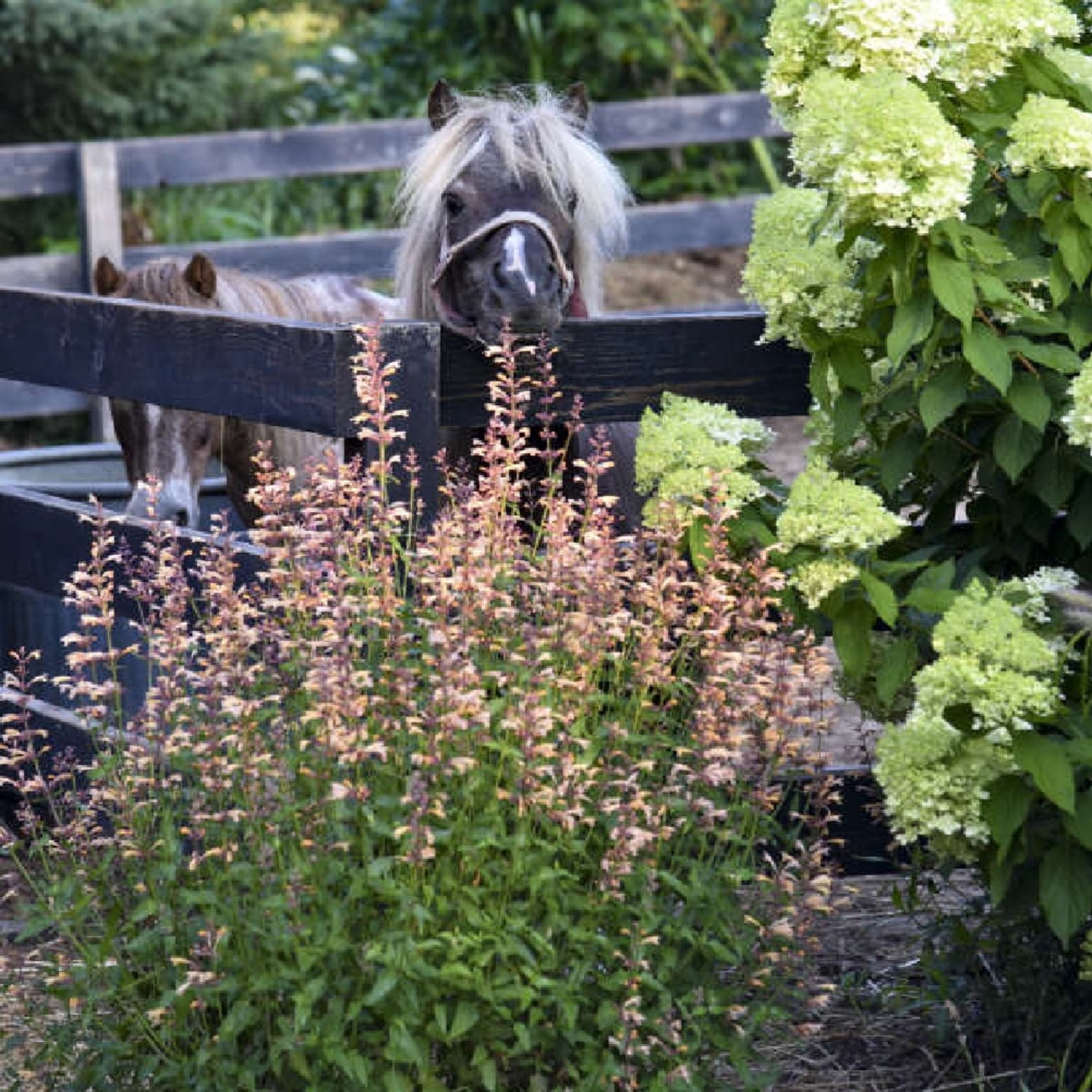 Proven Winners 6" Orange Meant to Bee 'Queen Nectarine' Anise Hyssop Live Plant in 6.5" Pot