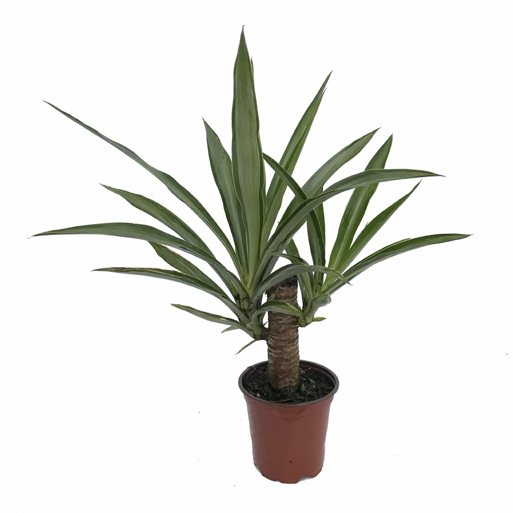 Blue Moon Cane Yucca 4" Pot Easy to Grow House Plant