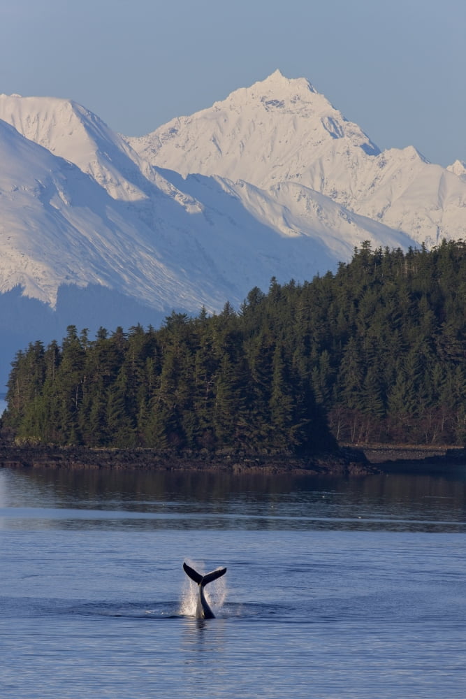 Humpback Whale Slaps Its Flukes On The Surface Near Benjamin Island In Lynn Canal With The Snow Covered Peaks Of The Chilkat Mountains In The Background Southeast Alaska Winter Composite Canvas Art -