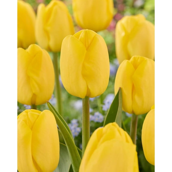 Big Smile Darwin Hybrid Tulip Bulbs for Planting - Stunning Yellow Blooms, Perennial, Top Size Bulbs (10 Bulbs)