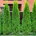 thumbnail image 5 of Expert Gardener 2.5QT Arborvitae Emerald Green Evergreen Live Shrubs Full Sun, 5 of 7