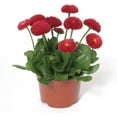 thumbnail image 3 of Outsidepride English Daisy Bellis Perennis Red Flower Seed - 10000 Seeds, 3 of 9