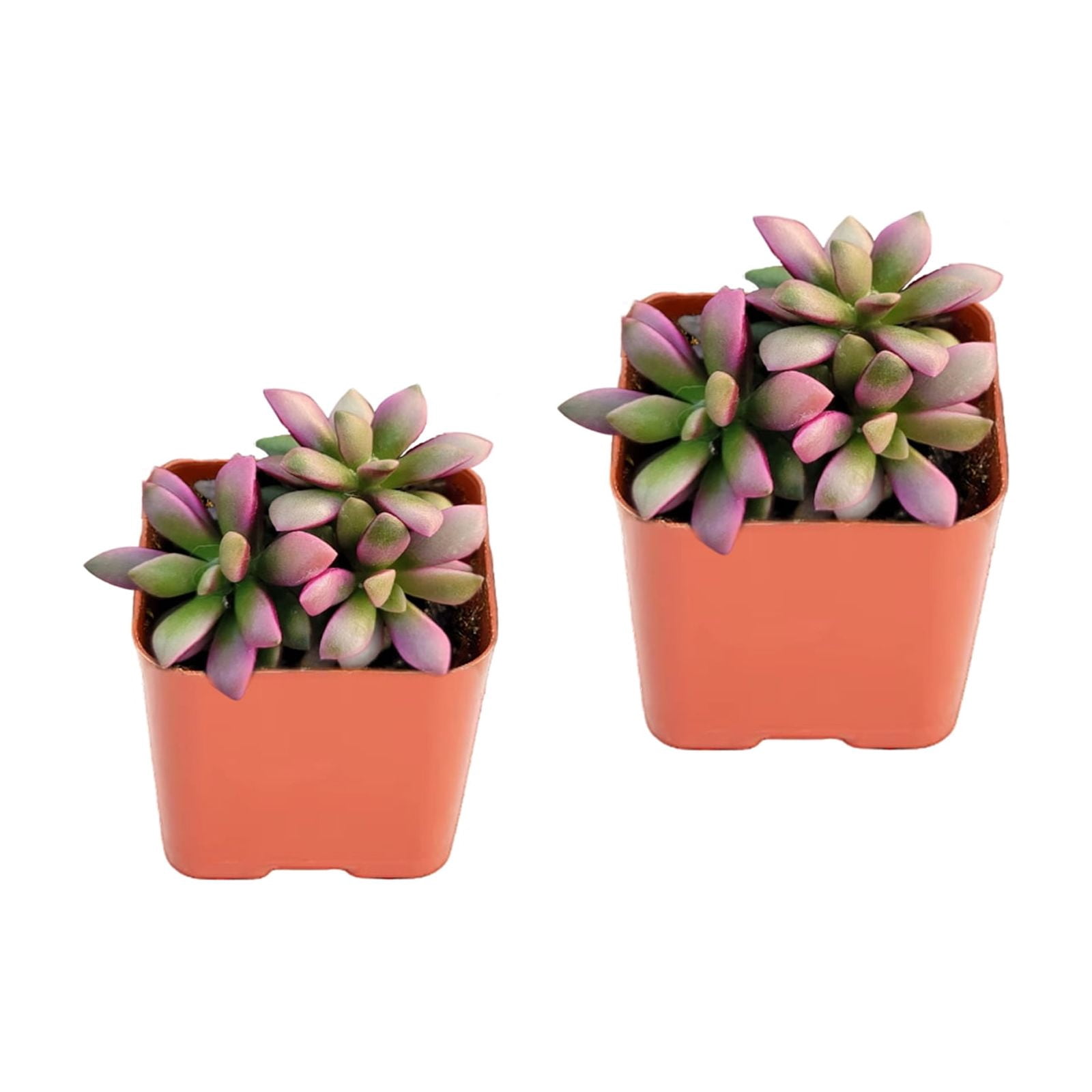 Variegated String of Hearts 6