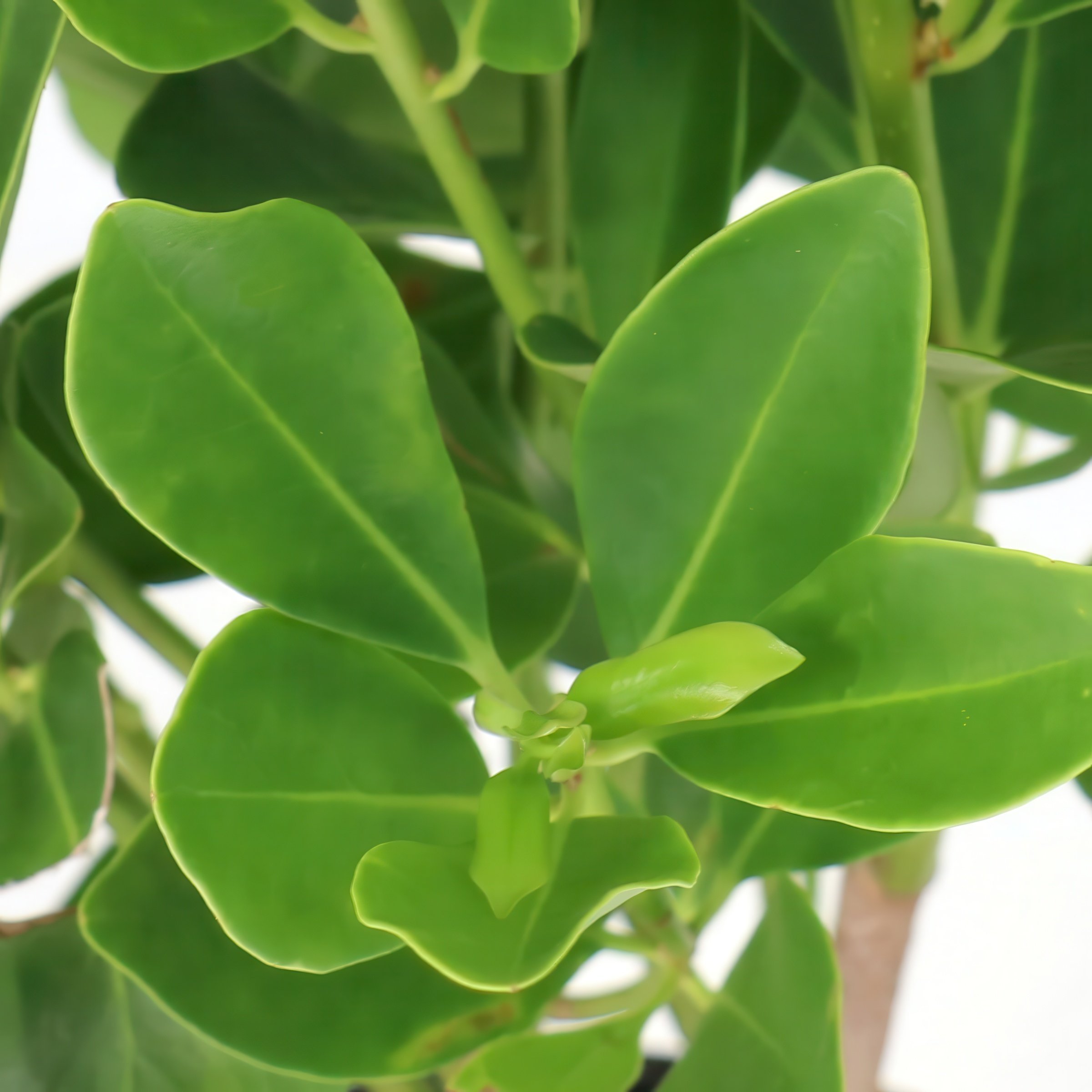 National Plant Network 3 gal. Illicium Parviflorum Forest Green