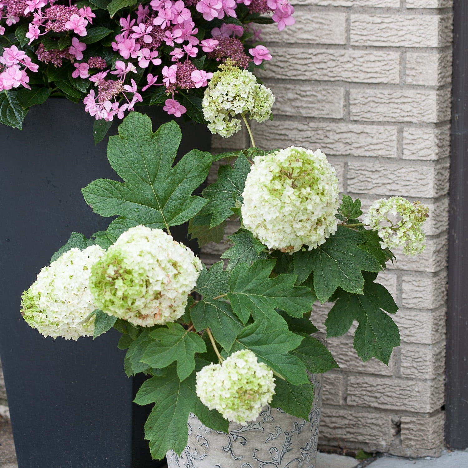 Proven Winners ColorChoice 5" Multicolor Gatsby Moon Oakleaf Hydrangea Live Plant in 4.5" Pot (4 Count)