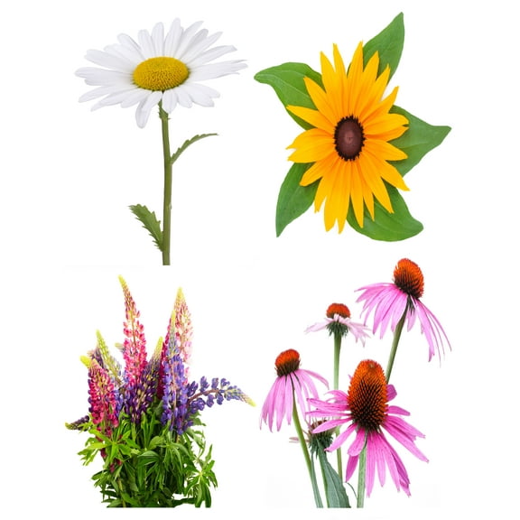 Perennial Flower Seeds Variety Pack – Black Eyed Susan, Coneflower, Shasta Daisy & Lupine Mix – Non-GMO, USA Grown, Easy to Grow Wildflower Seeds for Pollinators & Butterflies