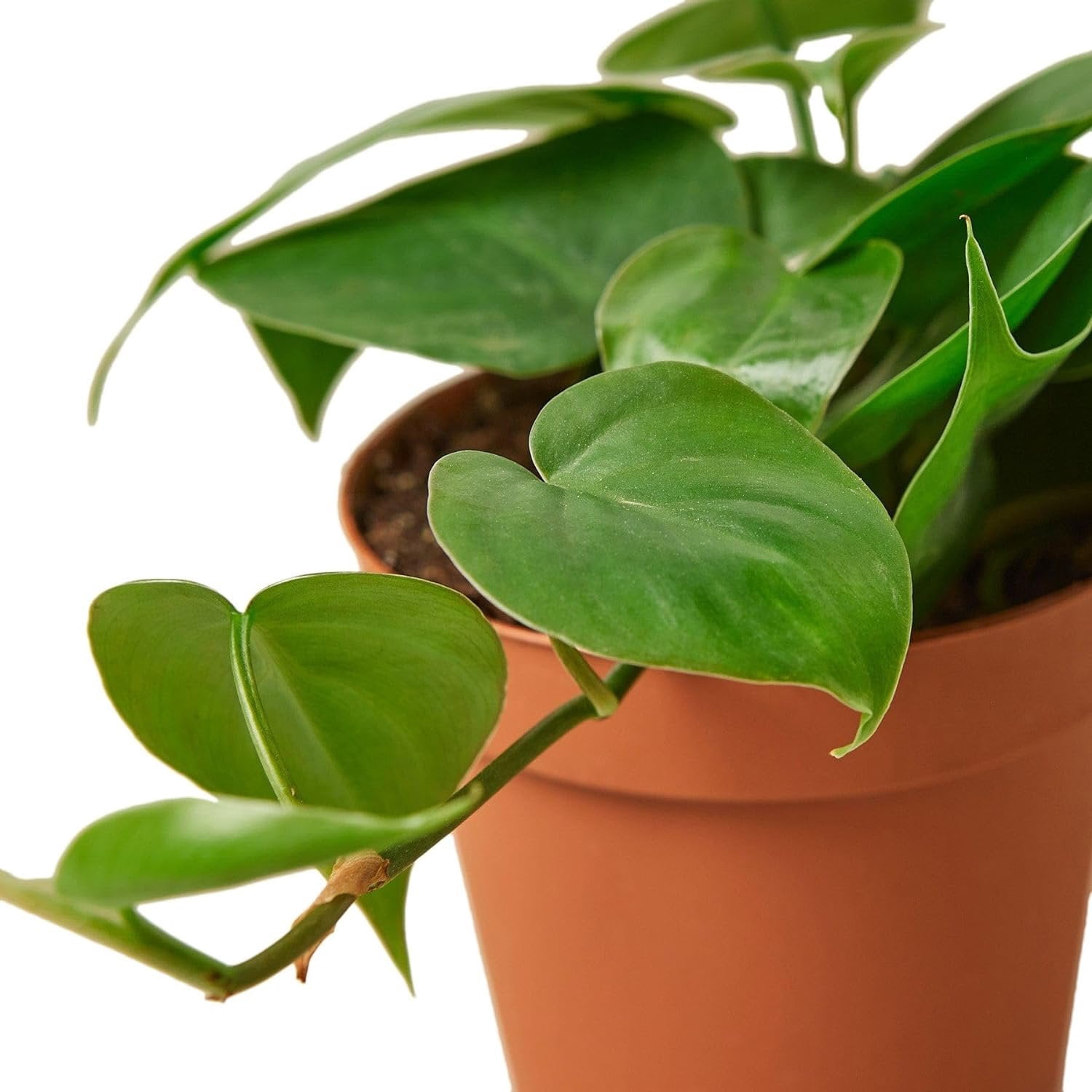 Philodendron Variety Pack - 3 Live Plants in 4 Inch Pots - Philodendron Erubescens - Grower's Choice of Extremely Rare and Beautiful Indoor Houseplants