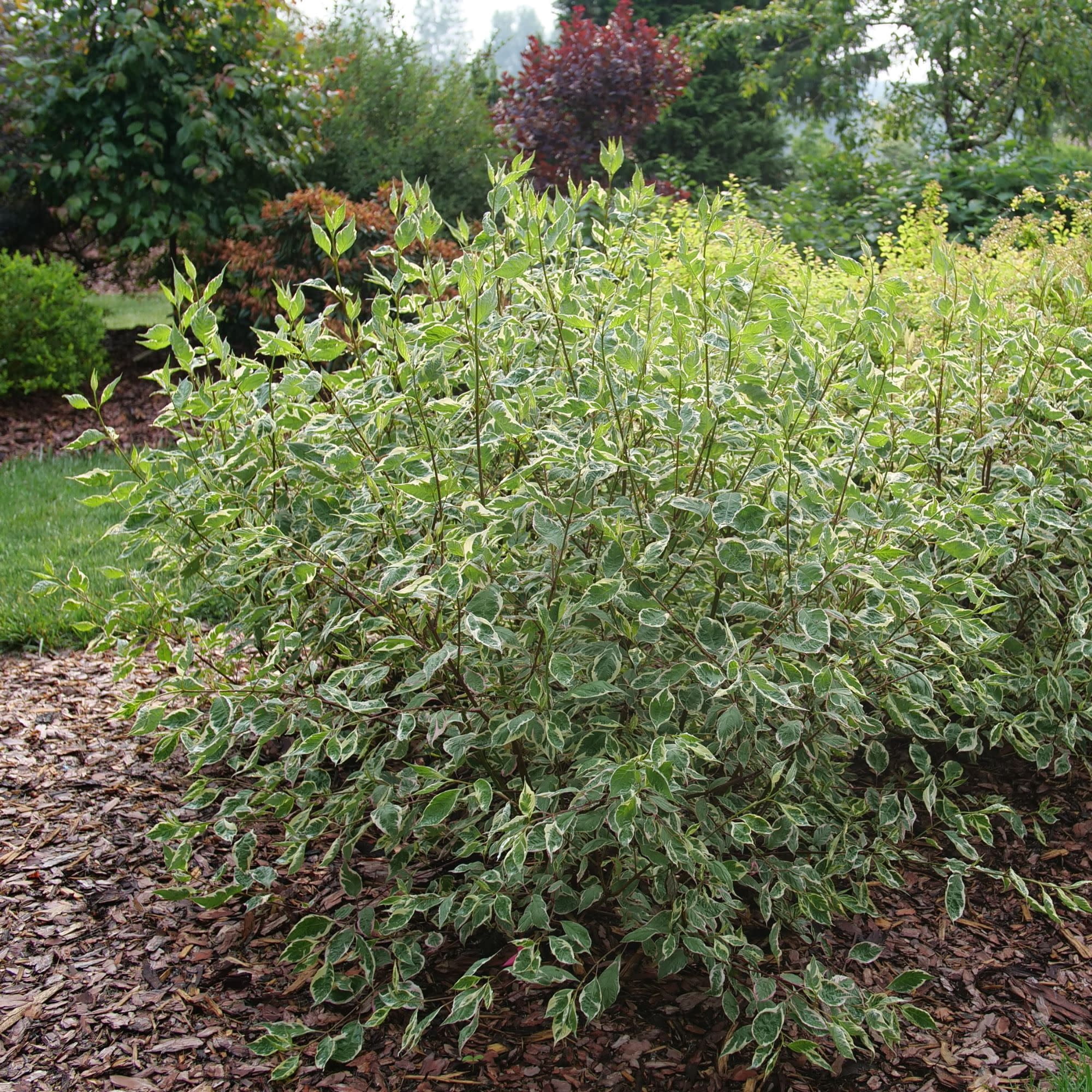 Proven Winners ColorChoice 5" Sgt. Pepper Dogwood Live Plant in 4.5" Pot (4 Count)