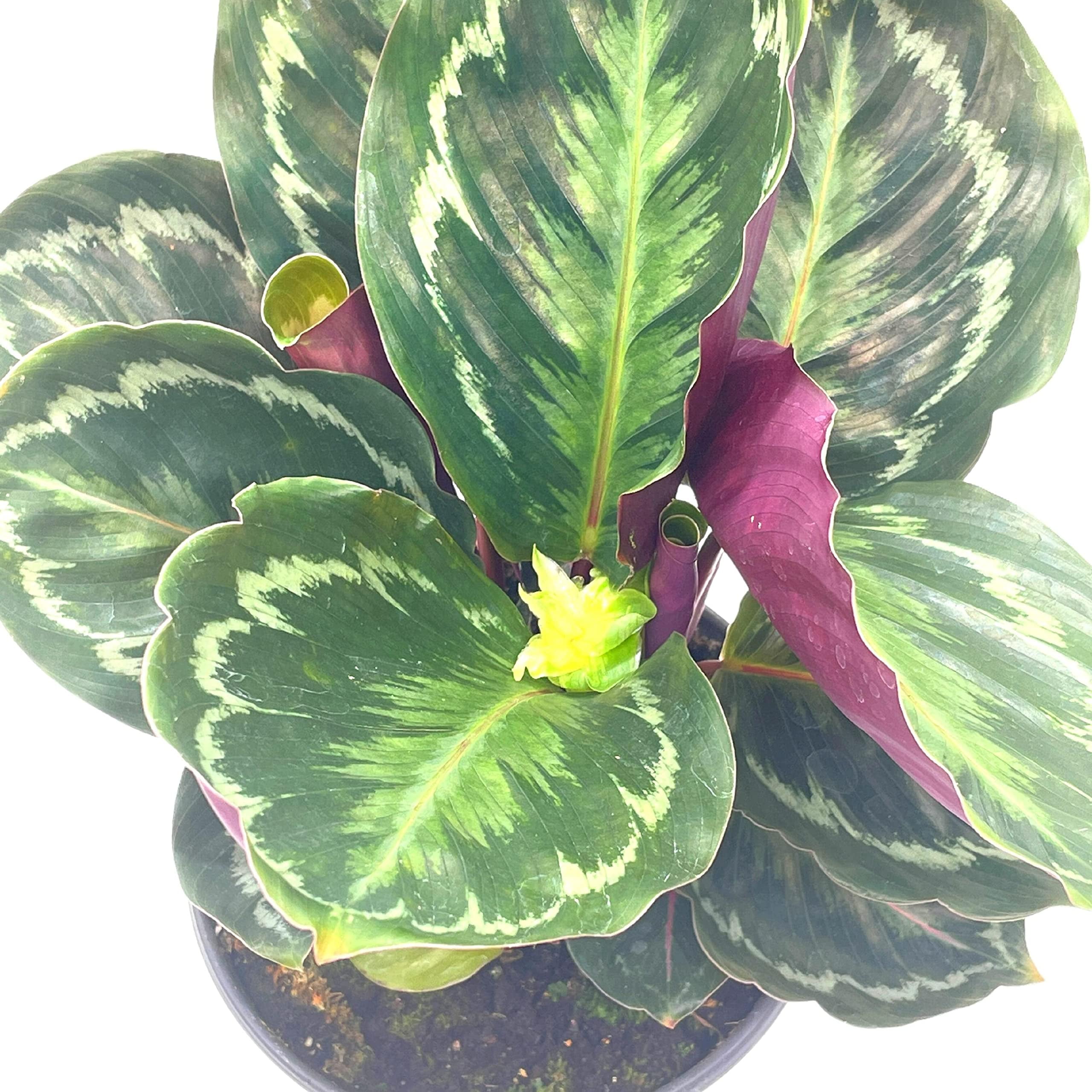 Medium Calathea 'Medallion' (Calathea roseopicta 'Medallion') – Rooted