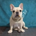 thumbnail image 4 of Dog Chain Collar, Gold Tone Cut Curb Cuban Pet Link Customize Jewelry Pets Gift Necklace Neck Chain Golden for Puppy, 4 of 6