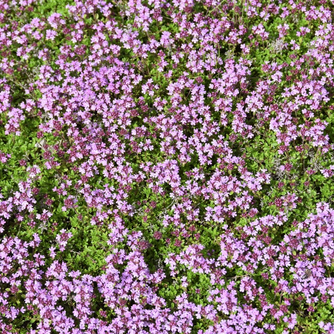 100. 000 Drawf Creeping Thyme Seeds for Planting, Ground Cover Pink Creeping Thyme Flowers Seeds  Fragrant Carpeting Herbaceous