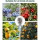 thumbnail image 3 of 4pcs Insect Netting Bag, Bird Netting For Garden Protection, Garden Netting Pest Barrier With Drawstring Bushes Protection Netting Cover, 3 of 5