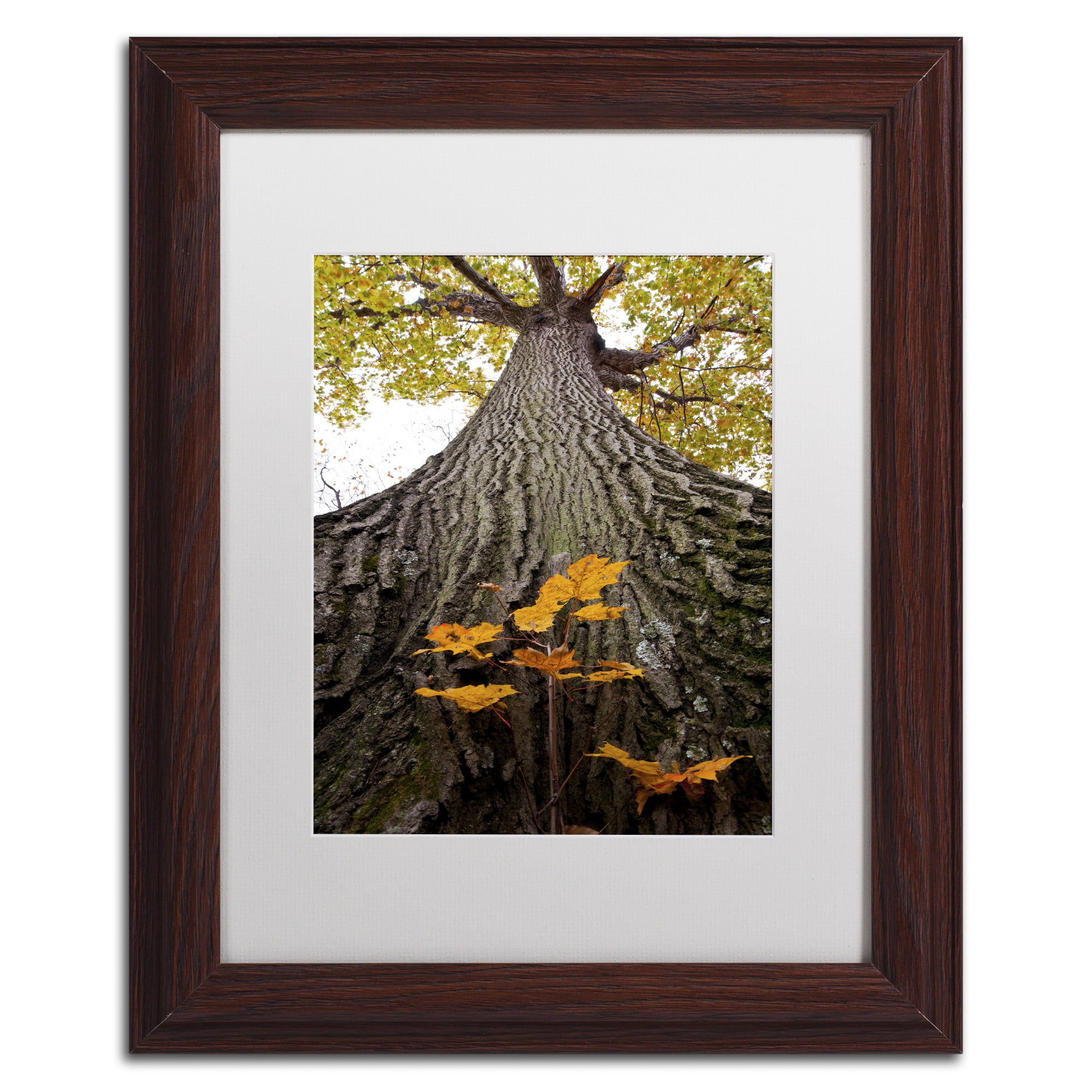 Trademark Fine Art "Aspiring to New Heights" Canvas Art by Kurt Shaffer, White Matte, Black Frame