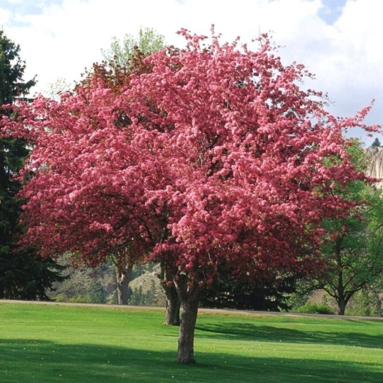 Expert Gardener 3-4 ft. tall Transcendent Crabapple Live Tree in 7-Gallon Grower Pot