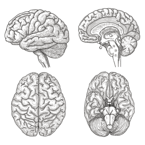 SP13287 Anatomical Human Brain 4pack Illustration Science Biology Cardboard Cutout Standee Standup