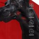 thumbnail image 3 of Fotbe Black Dog Red Background Gorro Clásico de Béisbol, Gorra Ajustable con Broche Snapback, Gorro de Exterior de Algodón Suave, 3 of 6