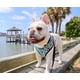 thumbnail image 5 of Pug Small Dogs Harness No Pull Dog Vest Harness for Small Medium Dog Breathable Pets Puppy French Bulldog Dog Harness Leash Set ShopWise Round, 5 of 17