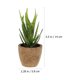 thumbnail image 2 of unbranded 4Ud Bonsai Artificial Verde Para De Escritorio En Hogar Oficina Y Café, 2 of 6