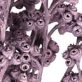 thumbnail image 3 of Vickerman Natural Botanicals 13" x 1-3" Red Gum Branch Brombeer Frosted, 14 stems per unit, 3 of 4