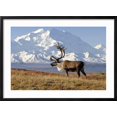 thumbnail image 2 of Art.com Caribou bull in fall colors with Mount McKinley in the background, Denali National Park, Alaska Photographic Print by Steve Kazlowski, Black Frame Wall Art, 29" x 21", 2 of 5