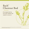 thumbnail image 3 of Flor Essence Bach Original Castaño Bach, 20 ml, vegano, 3 of 6