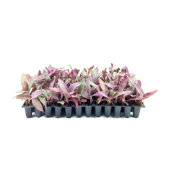 Purple Queen Tradescantia Setcresea I 30 Live Plants I Spiderwort  Lush Magenta Foliage for Striking Garden Contrast, Ideal for Ground Cover, Borders, & Containers