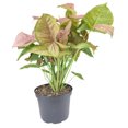 thumbnail image 4 of Syngonium Neon Robusta (6"+ Minimalist Pot) - Pink Arrowhead Plant - Live Healthy Plant - Colorful Foliage Houseplant for Decoration, 4 of 8