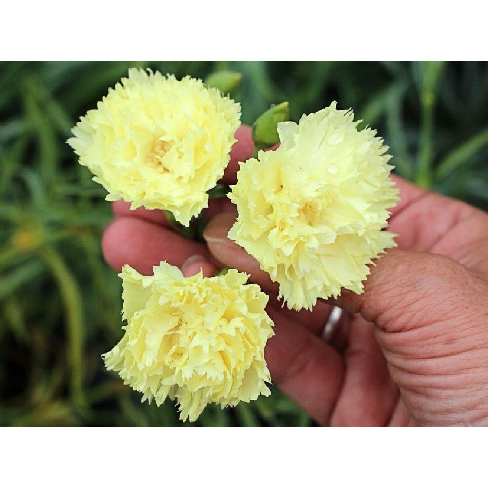 Yellow Grenadin Dianthus caryophyllus Very Fragrant 4" Pot