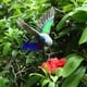 thumbnail image 5 of Pájaro decorativo artificial del colibrí del pájaro con las plumas, ornamento de la decoración del jardín casero DYNWAVEMX Aves decorativas artificiales, 5 of 8
