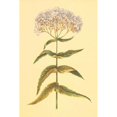 thumbnail image 3 of PI Collection 11x14 Black Modern Framed Museum Art Print Titled - Boneset and Ague Weed, 3 of 5