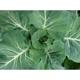 thumbnail image 3 of Chinese Michihili Cabbage Seeds/Biennial/Full Sun/ 36K Seeds 1/4lb/ Zellajake Farm and Garden - B114, 3 of 5