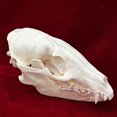 thumbnail image 3 of Calavera de mapache con forma de calavera de animal real de taxidermia para regalo educativo, 3 of 7